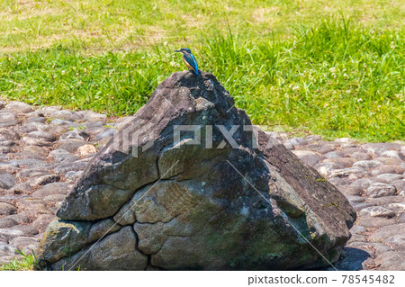 Kingfisher chick standing on a rock 78545482