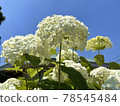 White hydrangea 78545484
