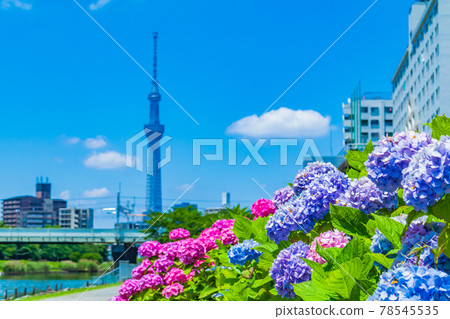 [Seasonal scenery] Tokyo Skytree and hydrangeas 78545535