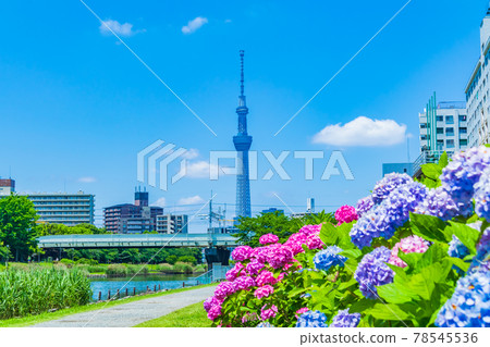 [Seasonal scenery] Tokyo Skytree and hydrangeas 78545536
