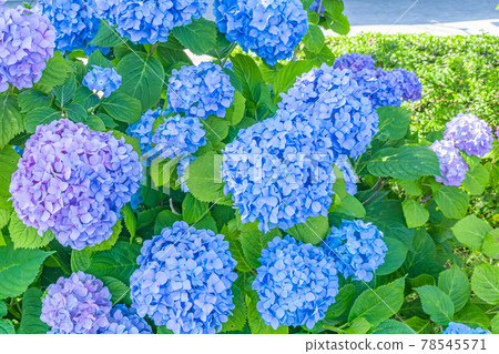 [時令素材] 繡球花 78545571