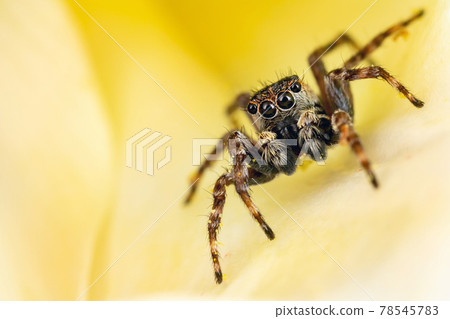Jumping spider on the nice plant in the yellow background 78545783
