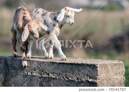 Two nice spotted goatlings plaing Two nice spotted goatlings plaing 78545787