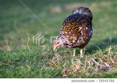 Speckled brown nice hen looking for food in the yard Speckled brown nice hen looking for food in the yard 78545788