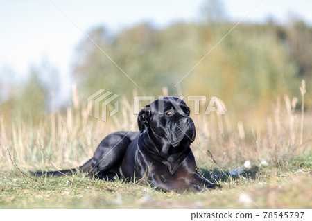 The dog proudly lies in the meadow 78545797