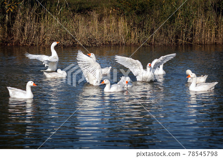 The white gooses angel wings dance 78545798