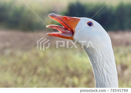 Portrait of a white goose with an open mouth Portrait of a white goose with an open mouth 78545799