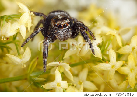 Jumping spider on the nice light yellow flowers Jumping spider on the nice light yellow flowers 78545810
