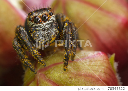 Jumping spider on the red buds 78545822