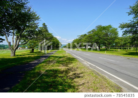 初夏的二十間道路兩旁種滿了櫻花樹 78545835