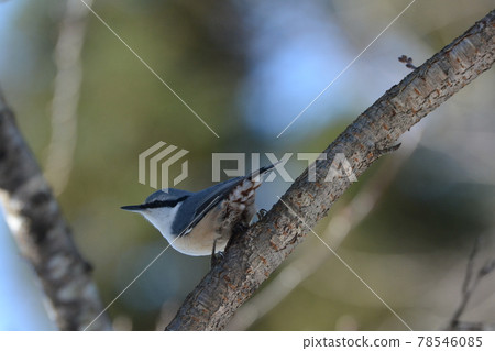 Nuthatch living in the forest Nuthatch living in the forest 78546085