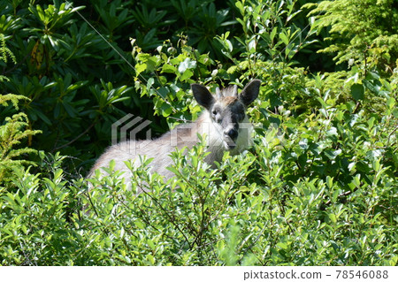 A Japanese serow in the grass of new greenery (Yunomaru Highlands, Nagano Prefecture) A Japanese serow in the grass of new greenery (Yunomaru Highlands, Nagano Prefecture) 78546088