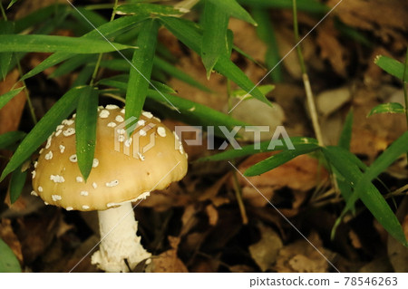 Mushroom mushroom 78546263