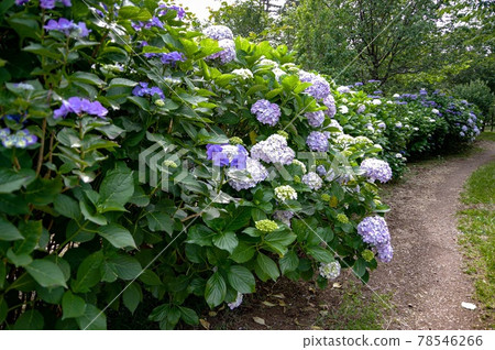 Hydrangea blooming in the park 78546266