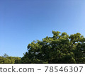 Early summer early morning sky and forest 78546307