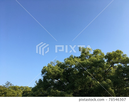 初夏清晨的天空和森林 78546307