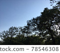 Early summer early morning sky and forest 78546308