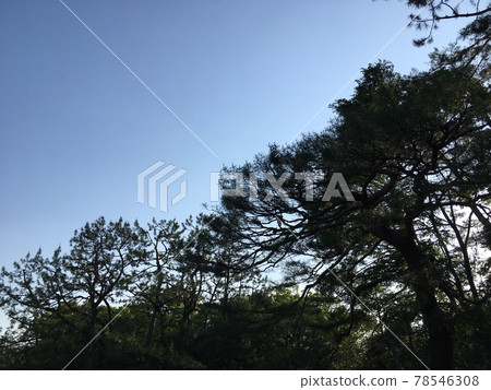 初夏清晨的天空和森林 78546308