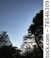 Early summer early morning sky and forest 78546309