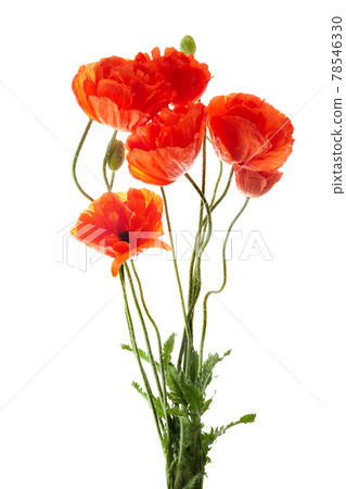 Bright red poppies flowers isolated on white background. 78546330