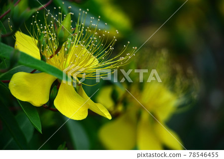 Long stamen flowers like gold thread Long stamen flowers like gold thread 78546455
