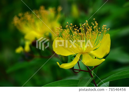 Long stamen flowers like gold thread Long stamen flowers like gold thread 78546456