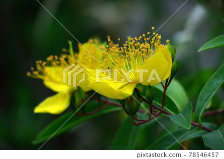 Long stamen flowers like gold thread Long stamen flowers like gold thread 78546457