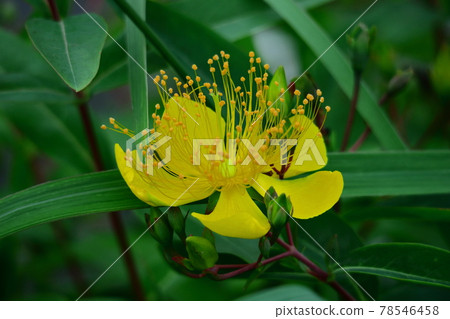 Long stamen flowers like gold thread Long stamen flowers like gold thread 78546458