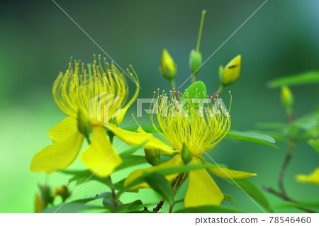 Long stamen flowers like gold thread Long stamen flowers like gold thread 78546460