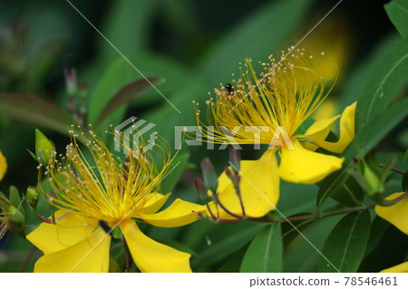 Long stamen flowers like gold thread Long stamen flowers like gold thread 78546461