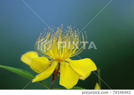 Long stamen flowers like gold thread Long stamen flowers like gold thread 78546462