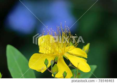 Long stamen flowers like gold thread Long stamen flowers like gold thread 78546463