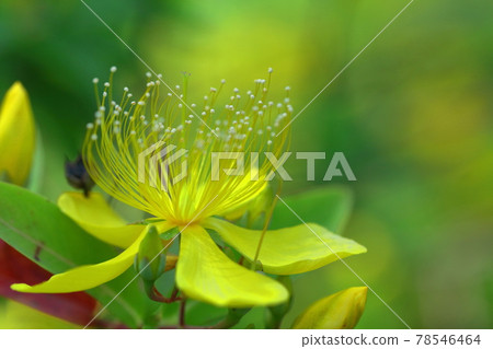 Long stamen flowers like gold thread Long stamen flowers like gold thread 78546464