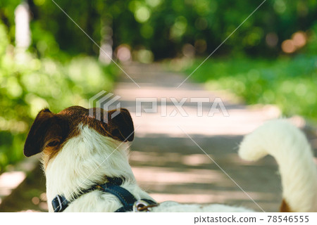 Concept of new beginnings, opportunity and adventure with dog looking at road going into sparkling vista 78546555