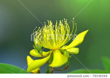 Long stamen flowers like gold thread Long stamen flowers like gold thread 78546569