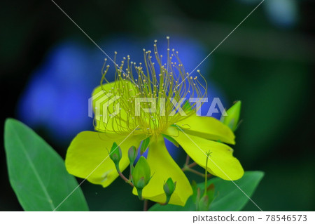 Long stamen flowers like gold thread Long stamen flowers like gold thread 78546573