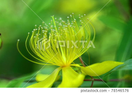 Long stamen flowers like gold thread Long stamen flowers like gold thread 78546576