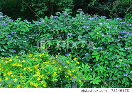 Long stamen flowers like gold thread Long stamen flowers like gold thread 78546578