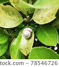 Found a snail taking a rest 78546726