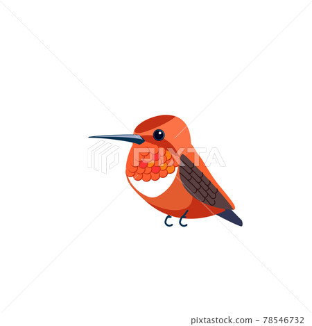 Rufous Hummingbird is one of seven species in the genus Selasphorus. Orange small bird Cartoon flat style beautiful character of ornithology, vector illustration isolated on white Rufous Hummingbird is one of seven species in the genus Selasphorus. Orange small bird Cartoon flat style beautiful character of ornithology, vector illustration isolated on white 78546732