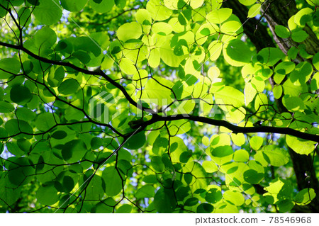 Leaves of Kousa dogwood (Cornaceae) 78546968