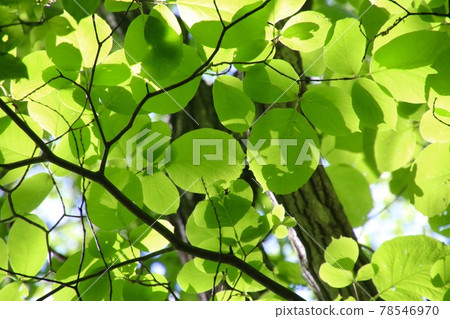 Kousa 山茱萸(山茱萸科)的葉子 Kousa 山茱萸(山茱萸科)的葉子 78546970