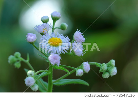 在路邊綻放 78547130