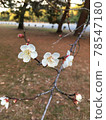 Blooming plum 78547180