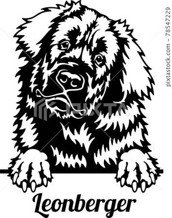 Leonberger Peeking Dog - head isolated on white 78547229