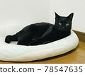 放鬆的黑貓 78547635