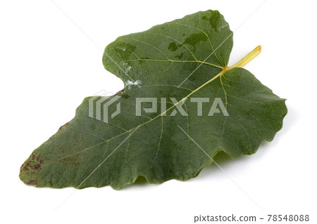 Fig leaf isolated on white Fig leaf isolated on white 78548088