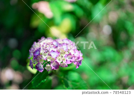 Beautiful hydrangea that shines in the green Beautiful hydrangea that shines in the green 78548123