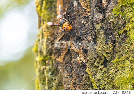 A giant hornet resting on a sawtooth oak tree A giant hornet resting on a sawtooth oak tree 78548246
