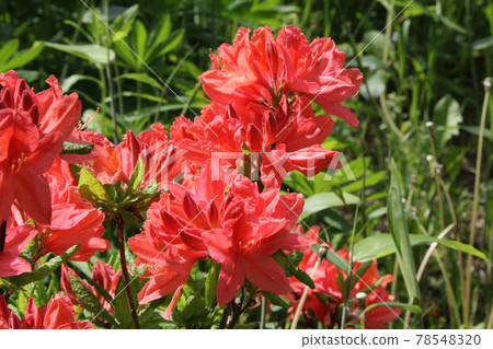 Ezo Yamatsutsuji Ezoyama 躅 Yamatsutsuji 78548320